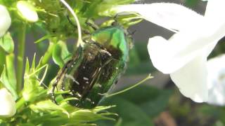 Großer Rosenkäfer im Phlox  Cetonia aurata selten streng geschützt Goldsmith beetle [upl. by Asha]