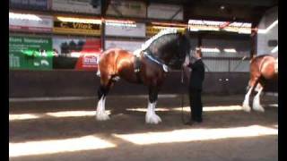 Shire show 2010 Putten kampioen volwassen shire hengsten [upl. by Attennaj343]