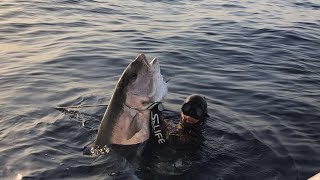 Pesca sub Incredibile Ricciola sui 50 kg  mediterraneo  Spectacular Great Amberjack about 50 kg [upl. by Ecirtam]