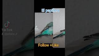 💥💝El Papillero❤️‍🔥❤️likesharesubscribe💞 periquitos💖 budgies💝 parakeets💘 love💝birds🤗 LOVE💖 [upl. by Aimej449]