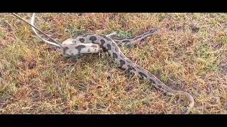 gregjackson8353 BIG VENOMOUS VIPER RELEASED IN NATURE🐍🙏😇 [upl. by Bible]