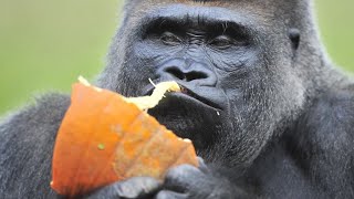 Koko beloved gorilla that mastered sign language dies [upl. by Formenti]