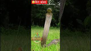 दुनिया का सबसे खतरनाक सांप  किंग कोबरा  biggest snake king cobra shorts amazingfacts [upl. by Abrahams]