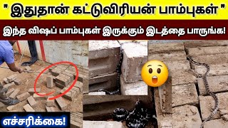 எச்சரிக்கை ஒரே இடத்தில் எத்தனை கட்டுவிரியன் பாம்புகள் பாருங்க இப்படித்தான் விஷப்பாம்புகள் இருக்கும் [upl. by Brandes]