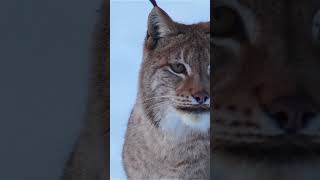 The Lynx Is No Longer Endangered endangeredspecies wildlife animalconservation [upl. by Nylsoj468]