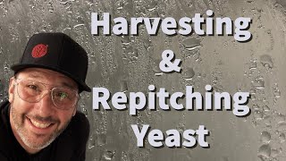 How I Harvest and RePitch Yeast as a Professional Brewer [upl. by Nnayllehs184]