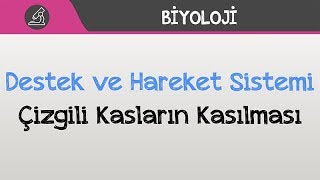 İnsan Fizyolojisi  Destek ve Hareket Sistemi  Çizgili Kasların Kasılması [upl. by Dar83]