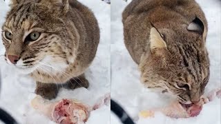 Bobcat Makes Creepy Sounds While Enjoying Her Food  WooGlobe [upl. by Ogilvy831]