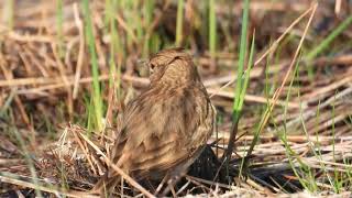 Crested Lark Cappellaccia Galerida cristata apuliae [upl. by Anwahs]