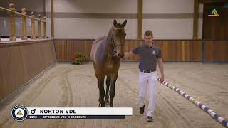 Norton VDL stallion by Impressive VDL [upl. by Terrill]