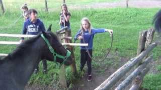 Horses go for dinner Los caballos van a cenar Pferde gehen zum Abendessen konie kuce 馬は夕食に行きます [upl. by Annadroj]