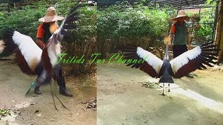 Crowned Crane Dance [upl. by Seamus502]