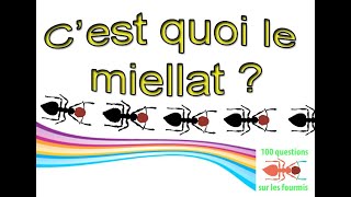 Cest quoi le miellat des pucerons [upl. by Dielle]