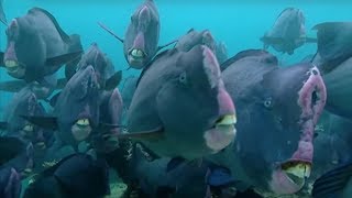 What Does a Humphead Parrotfish Eat  Blue Planet  BBC Earth [upl. by Wernda]