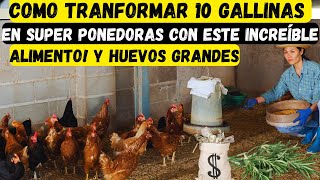 como Transformar 10 gallinas en super ponedoras con este increíble alimento y generea riquezas [upl. by Kcir]