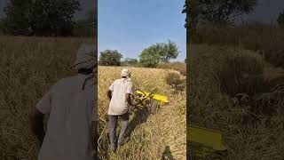 paddy reaper threshar agriculture farming viralvideo newthresher agriculturefarming farmer [upl. by Ahseirej]