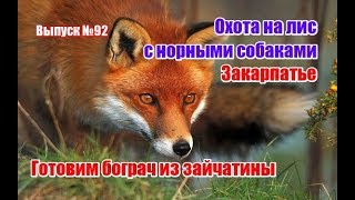 Охота на лис с норными на Закарпатье  Готовим бограч из зайчатины  Выпуск №92 UKR [upl. by Josephine387]