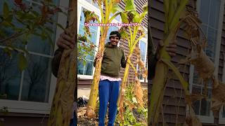 Save Banana Plants in winter USA 🇺🇸 [upl. by Kessler]