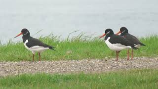 Eurasian Oystercatcher Haematopus ostralegus Rozenburg ZH the Netherlands 10 Nov 2024 21 [upl. by Remmos]