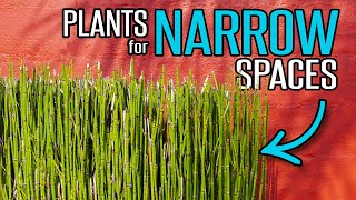 Plants for Narrow Planter Spaces  Garden Tips [upl. by Stephens338]