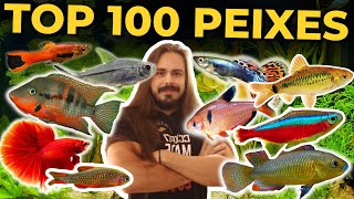 🔴TOP 100 PEIXES PARA AQUÁRIOS Mr Betta [upl. by Lody]