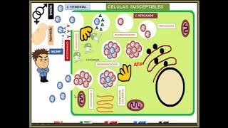 Chlamydia trachomatis [upl. by Euqnimod]