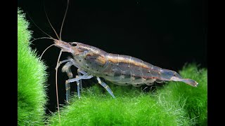 Amano Shrimp [upl. by Arika86]