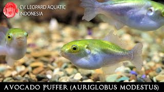 Auriglobus modestus GUACAMOLE in your tank Leopard Aquatic P051B [upl. by Eirffej]