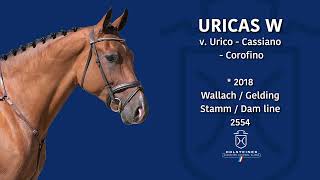 Holsteiner EliteReitpferdeauktion 2023  Nr 132 Uricas W [upl. by Amero233]