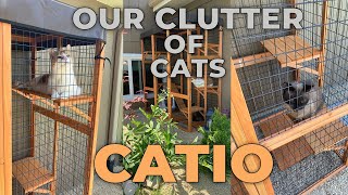 Best Catio for YOUR Clutter of Cats Simple amp Low Cost [upl. by Stuckey690]