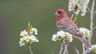 The song of the House Finch  Bird Sounds  10 Hours [upl. by Annuahs981]