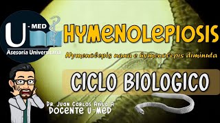 ✔CICLO BIOLOGICO DE LA HIMENOLEPIOSIS🐀 [upl. by Willock]