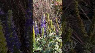 Perennial Garden Plants Fall Show 🎶🍃 perennial garden plants fallseason gardenplants [upl. by Melcher]