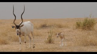 The Amazing Addax  A DesertDwelling Antelope [upl. by Nyrraf]