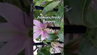 Passion Fruit Flowers  shorts shortsfeed [upl. by Vincenty]