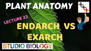 Plant Anatomy 23  Endarch vs Exarch conditions [upl. by Anihsit]