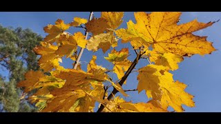 Herbstvideo im Novembernebel [upl. by Asin5]