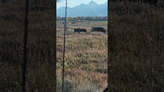 Bison Hop Fence To Visit Horses wildlife yellowstone bison [upl. by Moscow]