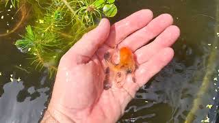 Breeding Swordtails in outdoor ponds [upl. by Gilmore]