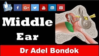 Anatomy of the Middle Ear Dr Adel Bondok [upl. by Mady273]