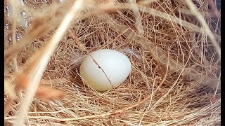 Finch Bird lays Egg in the nest  Zebra Finch  Finch egg  Female Finch [upl. by Janet317]