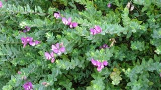 Polygala myrtifolia  Myrtleleaf Milkwort Sweet Pea Shrub [upl. by Rosetta]