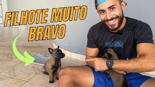 Dicas para vermifugação dos filhotes amp Malinois com 30 dias de vida [upl. by Odlanra]