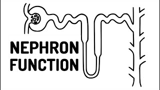 FUNCTION OF THE NEPHRON made easy [upl. by Eleets]