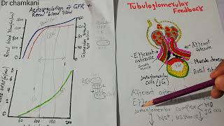 Tubuloglomerular Feedback  Juxtaglomerular complex  Renal system lec 75 [upl. by Odlonra155]