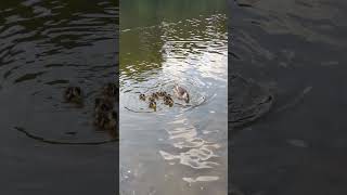 Wonderful Family Mother Mallard Duck with Her Babies birds [upl. by Leihcey]