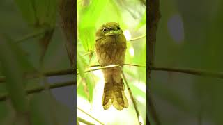 Frogmouth Not an owl but nocturnal wildlife birds [upl. by Kaile410]