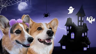 Best Talking Dog Videos Halloween Edition [upl. by Buna824]