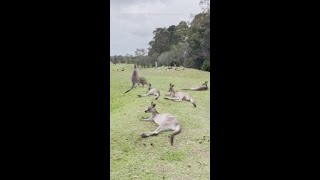 Dozens of Kangaroos Invade Golf Course in New South Wales [upl. by Luciano]