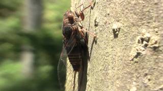 Australian Cicada Cicadidae on a Tree  Australische Singzikade an einem Baum 1 [upl. by Dnomal]